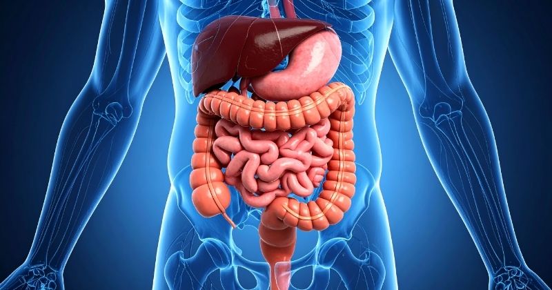 Hỗ trợ hoạt động của hệ tiêu hóa