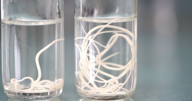 Sự lây nhiễm bệnh sán chó chủ yếu đến từ việc con người tiếp xúc với môi trường có chứa trứng giun phát tán từ phân động vật.