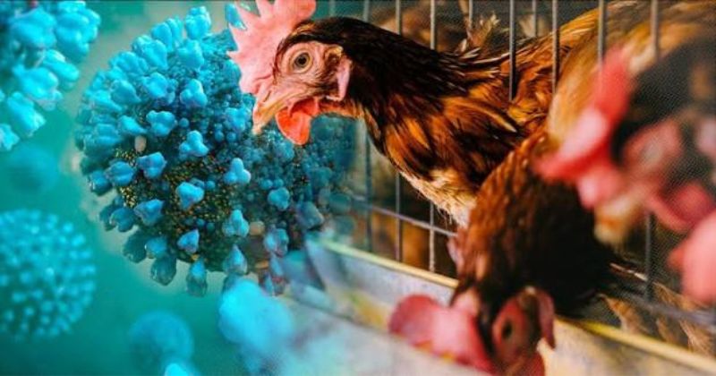 Ai có thể bị bệnh cúm gia cầm
