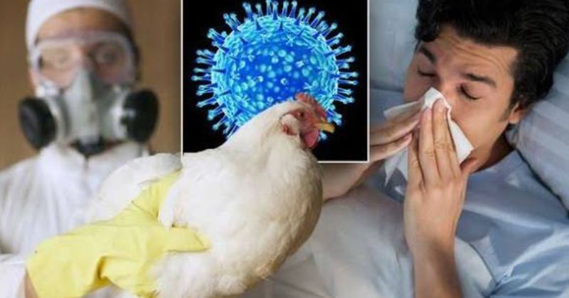 Bệnh cúm gia cầm có lây sang người không
