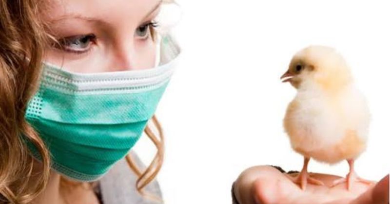 Nên làm gì ngay khi nghi ngờ về cúm gia cầm